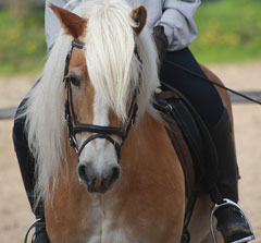 Wellington horse riding lessons