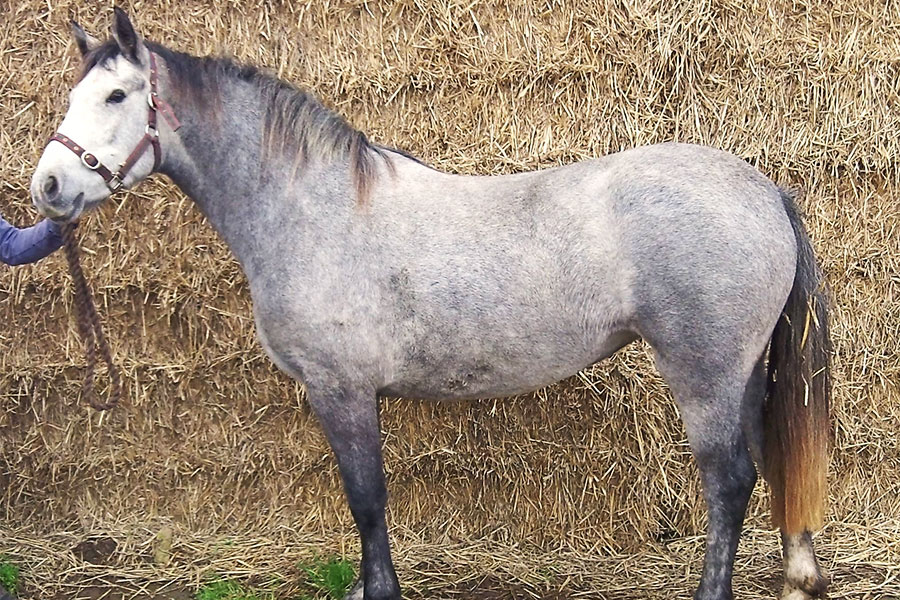 Horse Riding Stables Wellington