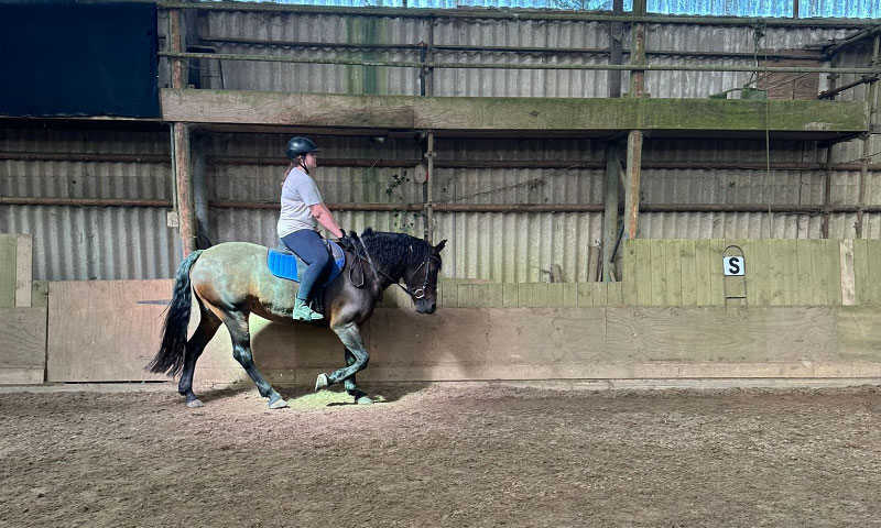 Horse Arena Wellington