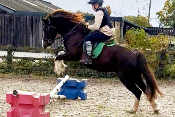 Horse Riding Stables Wellington